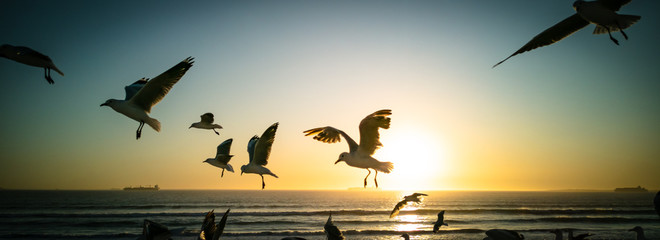 Seagulls flying over beach with table mountain in background