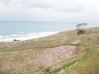 海と田んぼ