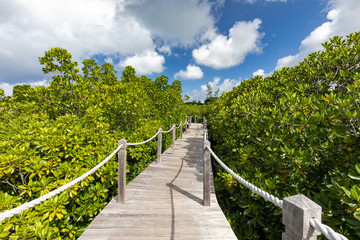 Fototapeta na wymiar Weg durch die Mangroven auf der Insel Mauritius