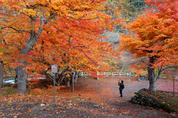 A man taking a photo   Colorful maple leaves in Mountain Nakano- Momiji  in autumn in Aomori,Japan.