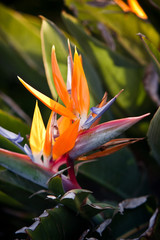 Primer plano de colorida flor strelitzia, ave del paraíso.