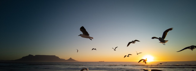 Seagulls flying over beach with table mountain in background