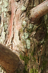 the trunk of a large tree covered with green moss. background from the bark of an old tree.