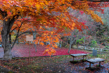Colorful maple leaves in Mountain Nakano- Momiji  in autumn in Aomori,Japan.
