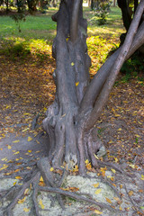 old tree with open, beautiful roots in an autumn forest