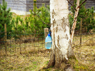 Birch sap
