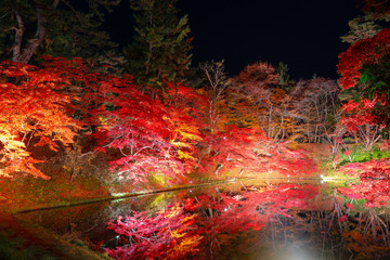Red maple leaves with light up at Hirosaki park  in autumn in Aomori,Japan.