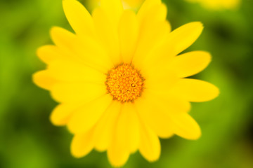 A beautiful flowers blooming in the summer garden. Backyard scenery of fresh flowers.
