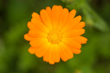 A beautiful flowers blooming in the summer garden. Backyard scenery of fresh flowers.