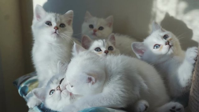 Fluffy cute six kittens are lying at home 