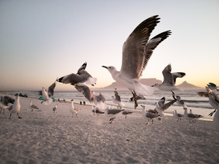 Seagulls flying over beach with table mountain in background