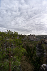 Fototapeta na wymiar Kiefer vor Felsgebilde im Elbsandsteingebirge