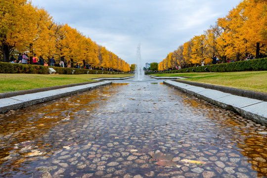 TOKYO, JAPAN : November 18, 2018 : Gingko tree in the park  in Showa kinen memorial park in Tachikawa city ,TOKYO ,JAPAN. autumn park that has beautiful Ginkgo along the lenght of the street.