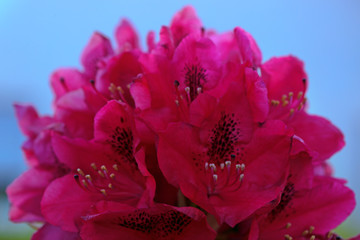 Red Azaleas flowers in the garden.Spring background.