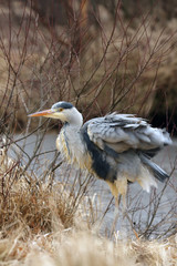 The grey heron (Ardea cinerea) standing and fishing in the water.A large heron with a burled feather and a green background.