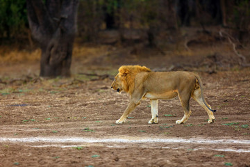The Southern Lion, Panthera leo melanochaita, or Eastern-Southern African Lion. A large very blond dominant male, typical coloring for Luangwa lions, walks along the way in orange sunset.