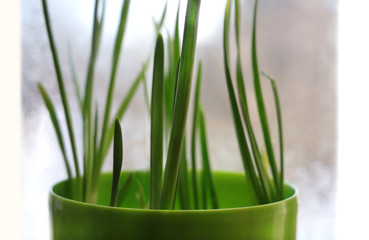 Sprouts of green onions in green flower pot near the window as spring mood background.