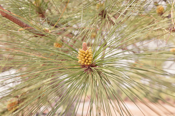 Naklejka na ściany i meble the pine flower in summer forest.