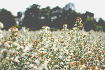 flowers on background of blue sky