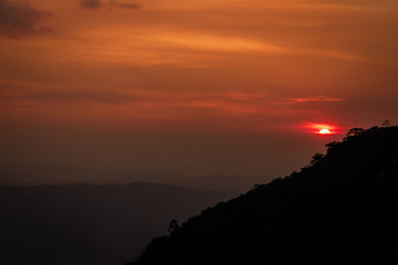 the sunset in sommer forest.