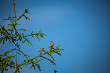 A beautiful song thrush in a forest clearing in spring. Beautiful scenery in the wild.