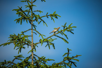 A beautiful song thrush in a forest clearing in spring. Beautiful scenery in the wild.