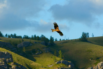 kite inspects its possessions in the mountains
