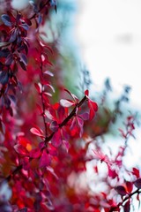 Autumn colours