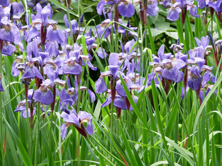 Siberian iris blooms in the garden in dappled sunshine.
