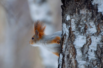 squirrel peeps from behind a tree
