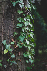 Ivy