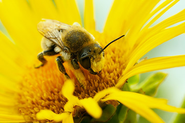 bee on a yellow flower
