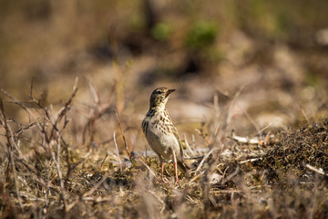 A beautiful song thrush in a forest clearing in spring. Beautiful scenery in the wild.