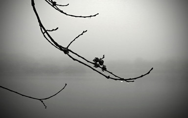  Drops on branches a rainy winter day