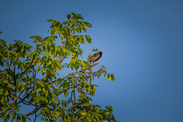 A beautiful starling in the spring getting ready for a nesting season. Wild bird in a tree.