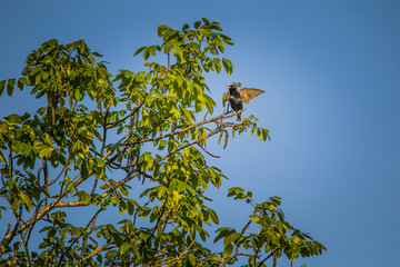 A beautiful starling in the spring getting ready for a nesting season. Wild bird in a tree.