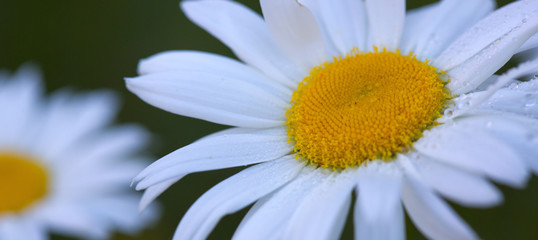 Chamomile flowers with drops of water on the green background