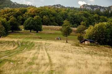 Fototapeta na wymiar Flock of sheep on beautiful mountain meadow.