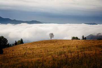 Fototapeta premium Beautiful morning mountains in fog. Summer mountains.