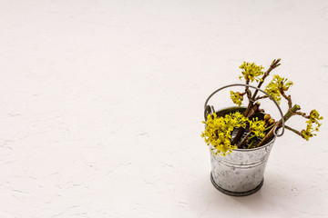 Fresh flowering sprigs of dogwood in tin bucket. Springtime mood concept, card template, wallpaper,...