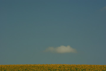 Sunflower cultivation in the Molise countryside, Italy.