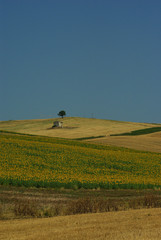 Obraz premium Overview of the Molise countryside with wheat and sunflowers