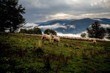 Flock of sheep on beautiful mountain meadow.