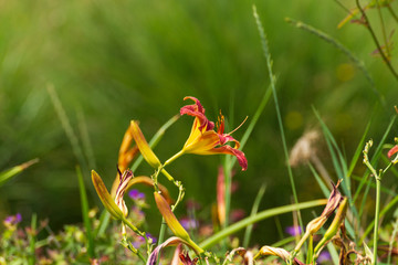 Flora und Fauna in Marktredwitz