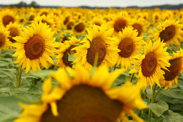  yellow sunflowers blossomed in the field, like the sun