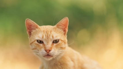 Lovely ginger cat portrait. Close-up face with an interesting look. Natural background of the summer garden in blur
