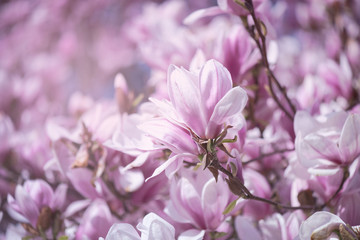 Pink Magnolia Flowers Close Up. Spring flowers, floral background.