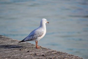 seagull on the beach