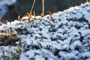 snowflake on the field of grass with sunray 