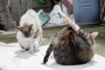 Cats taking a shower and licking themselves.